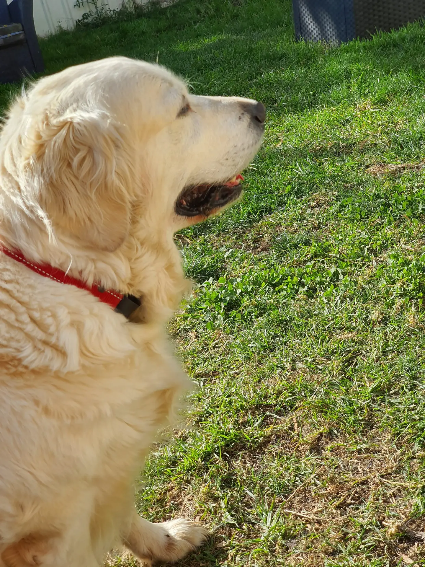 Daisy - Daisy's Dog Training - Back Garden-2
